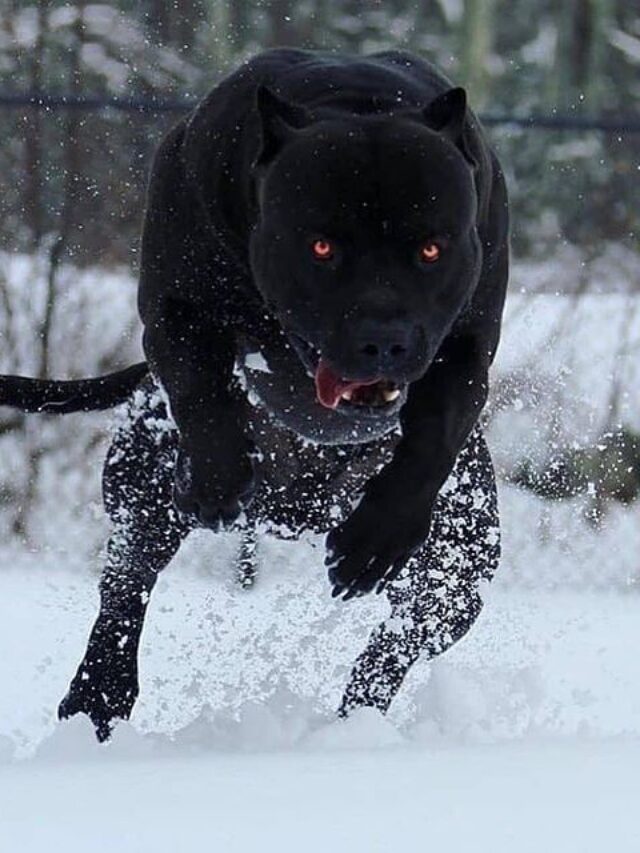 black pitbull (2)